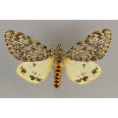 /filer/webapps/moths/media/images/A/affinis_Paramaenas_HT_BMNH.jpg