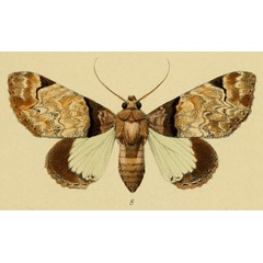 /filer/webapps/moths/media/images/M/magnifica_Amblyprora_HT_Schaus_3_8.jpg