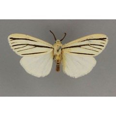 /filer/webapps/moths/media/images/A/atriramosa_Acantharctia_AM_BMNH.jpg