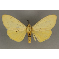 /filer/webapps/moths/media/images/M/meinhofi_Eyralpenus_AF_BMNH.jpg