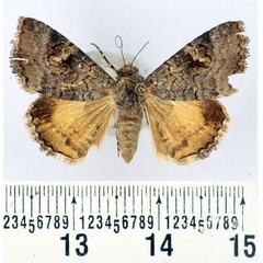 /filer/webapps/moths/media/images/L/limbalis_Gnamptonyx_AF_BMNH.jpg