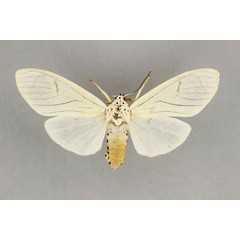 /filer/webapps/moths/media/images/A/androfusca_Amerila_AT_BMNH.jpg