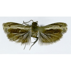 /filer/webapps/moths/media/images/B/bendelana_Thylacogaster_HT_ZMJU.jpg