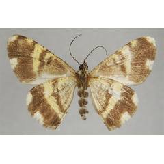 /filer/webapps/moths/media/images/A/albescens_Dorsifulcrum_HT_ZSMb.jpg