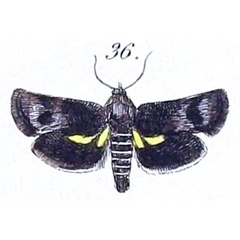 /filer/webapps/moths/media/images/Q/quiris_Atychia_HT_Felder_1875_139-36.jpg