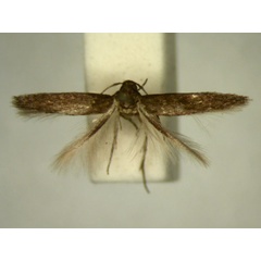 /filer/webapps/moths/media/images/M/melanogastra_Ascalenia_HT899_TMSA_01.jpg