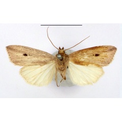 /filer/webapps/moths/media/images/B/bertha_Leucania_AM_BMNH_02.jpg