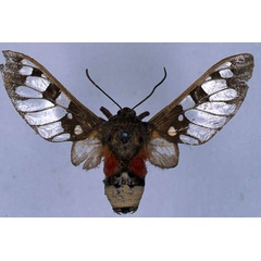 /filer/webapps/moths/media/images/C/compsa_Balacra_HT_BMNH_01.jpg