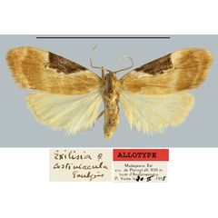 /filer/webapps/moths/media/images/C/costimacula_Exilisia_AT_MNHN.jpg