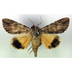 /filer/webapps/moths/media/images/C/catocala_Ulotrichopus_AM_RMCA.jpg