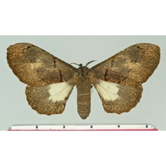 /filer/webapps/moths/media/images/N/nenioides_Micragone_AF_Basquin.jpg