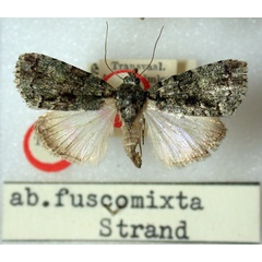 /filer/webapps/moths/media/images/F/fuscomixta_Blenina_HT_BMNH.jpg