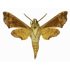 /filer/webapps/moths/media/images/E/eranga_Temnora_AM_Basquin_01b.jpg