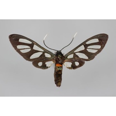 /filer/webapps/moths/media/images/M/magilensis_Amata_HT_BMNH.jpg