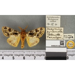 /filer/webapps/moths/media/images/P/pyrsonota_Dasychira_PTM_BMNHa.jpg