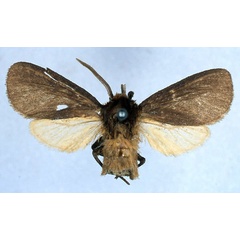 /filer/webapps/moths/media/images/P/priscilla_Metarctia_HT_BMNH_01.jpg