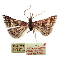 /filer/webapps/moths/media/images/S/sceletias_Miscroschismus_HT_TMSA.jpg