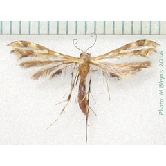/filer/webapps/moths/media/images/A/anisodactylus_Sphenarches_A_Bippus_02.jpg