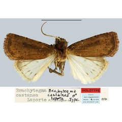 /filer/webapps/moths/media/images/C/castanea_Brachytegma_HT_MNHN.jpg