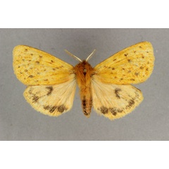 /filer/webapps/moths/media/images/R/rufa_Carcinarctia_AM_BMNH.jpg