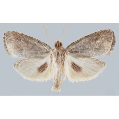 /filer/webapps/moths/media/images/S/scabellana_Gibbalaria_AM_USNMa.jpg