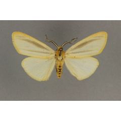 /filer/webapps/moths/media/images/F/flavimarginata_Acantharctia_HT_BMNH.jpg