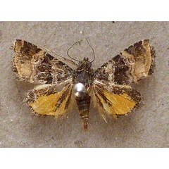 /filer/webapps/moths/media/images/H/heliastis_Ozarba_A_Butler.jpg