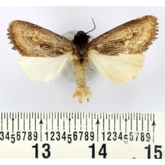 /filer/webapps/moths/media/images/R/russoi_Aspidifrontia_AM_BMNH.jpg