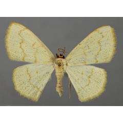 /filer/webapps/moths/media/images/L/laevipennis_Scopula_A_ZSM_01.jpg