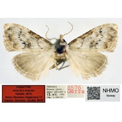 /filer/webapps/moths/media/images/M/mikumi_Nola_PT_NHMO.jpg