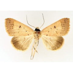 /filer/webapps/moths/media/images/A/aspila_Plecoptera_AF_TMSA_02.jpg
