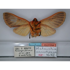 /filer/webapps/moths/media/images/V/venustissima_Metarctia_HT_RMCA_02.jpg