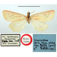 /filer/webapps/moths/media/images/Q/quilengesi_Masalia_HT_BMNH.jpg