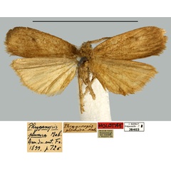 /filer/webapps/moths/media/images/P/plumosa_Phryganopsis_HT_MNHN.jpg