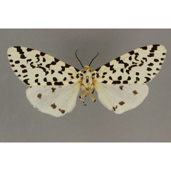 /filer/webapps/moths/media/images/N/nigropunctata_Alpenus_AF_BMNH_02.jpg