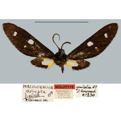 /filer/webapps/moths/media/images/D/delicata_Maculonaclia_HT_MNHN.jpg