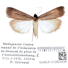 /filer/webapps/moths/media/images/N/nigra_Tathorhynchus_AF_BMNH_01.jpg