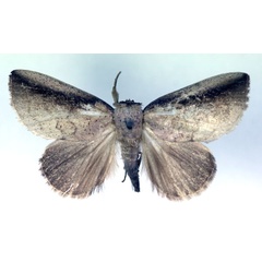 /filer/webapps/moths/media/images/N/nubilicosta_Periplusia_A_RMCA.jpg