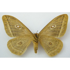 /filer/webapps/moths/media/images/F/fletcheri_Gonimbrasia_HT_NHMUKb.jpg