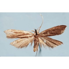 /filer/webapps/moths/media/images/U/unicolorella_Torodora_HT_MNHN.jpg