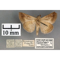 /filer/webapps/moths/media/images/D/diagonalis_Gnamptogyia_PT_OUMNH_02.jpg