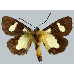 /filer/webapps/moths/media/images/V/viossati_Rothia_HT_MNHNb.jpg