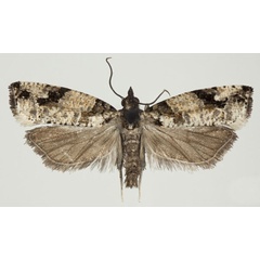 /filer/webapps/moths/media/images/T/thalameuta_Megaherpystis_AF_NHMO.jpg