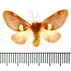 /filer/webapps/moths/media/images/A/albipuncta_Latoiola_AF_BMNH.jpg