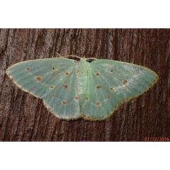 /filer/webapps/moths/media/images/S/stillata_Comostolopsis_A_Bippus_02.jpg