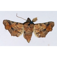 /filer/webapps/moths/media/images/I/intermedia_Dysodia_AM_TMSA.jpg
