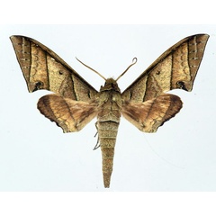 /filer/webapps/moths/media/images/O/orthographus_Polyptychus_AM_Basquin.jpg