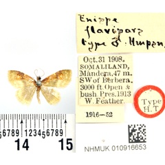 /filer/webapps/moths/media/images/F/flavipars_Enispa_HT_BMNH.jpg