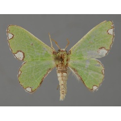 /filer/webapps/moths/media/images/R/rhodomadia_Centrochria_A_ZSM_01.jpg