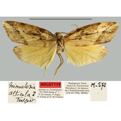 /filer/webapps/moths/media/images/A/alticola_Mimulosia_HT_MNHN.jpg